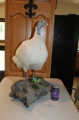 Wild white hen turkey mount - white,
