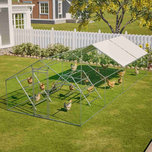 Chicken run cage walk pet - chicken,