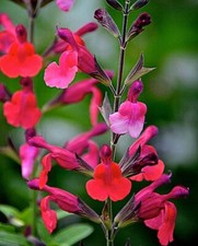 PERENNIAL SALVIA PLUG PLANTS