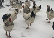 12++ GIANT Light Brahma