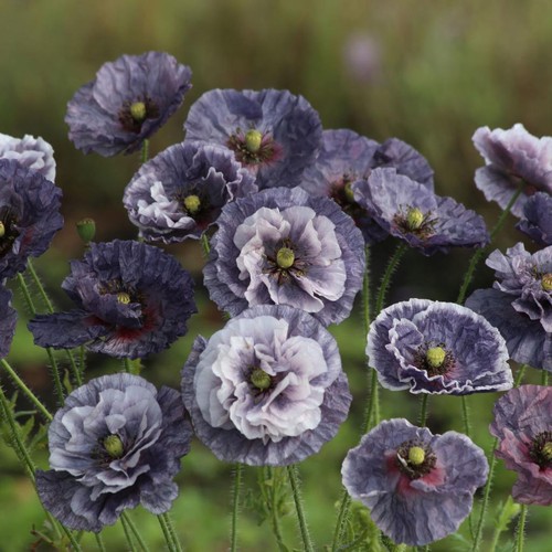 Poppy amazing grey sow - poppy,