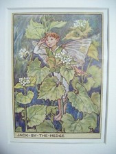 Vtg Flower Fairies Print &