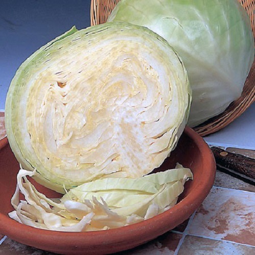 Cabbage holland late - cabbage,