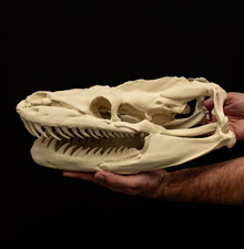 Titanoboa Skull Replica Giant