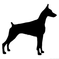 German Pinscher Doberman -