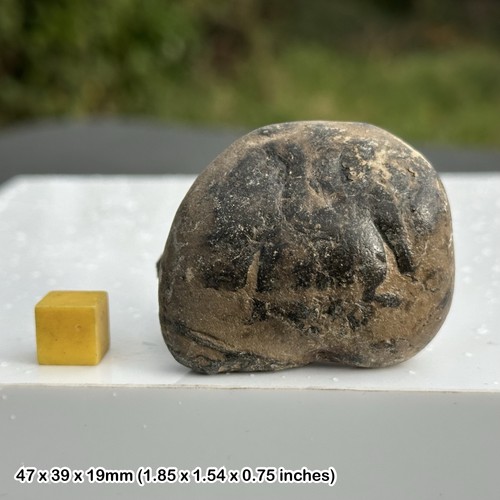Eocene fossil crab - eocene, london