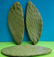4 x Large 20cm - 30cm Opuntia