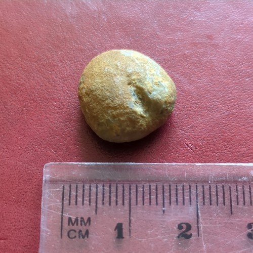 Fossil echinoid jurassic - fossil, echinoid,