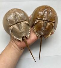 1PC Dried Molted Horseshoe