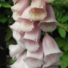 Digitalis Purpurea Apricot Beauty - 1500 Seeds - Pink / Orange Foxglove