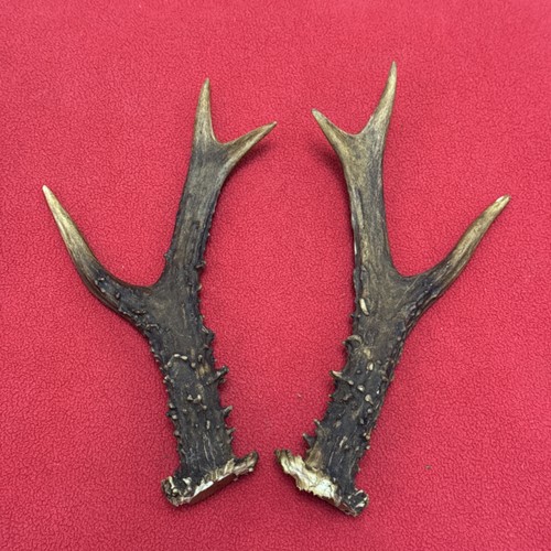 Pair roe deer antlers - roe,