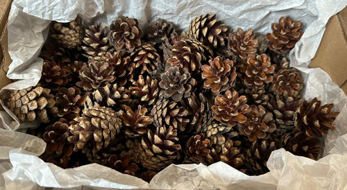 100 natural pine - 100,