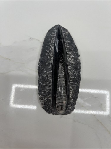Medium orthoceras fossil - medium,