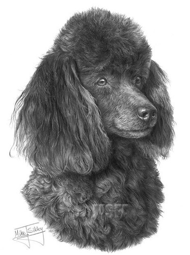 Miniature poodle large superb - miniature,