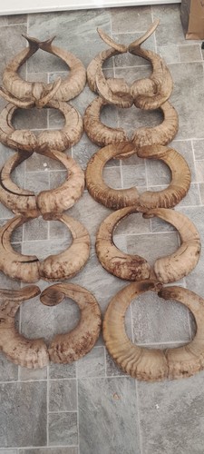 Pairs ram horns - 10,