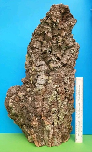 Cork bark flats basking - cork,