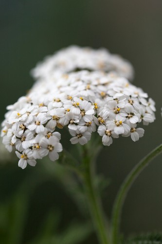 Achillea yarrow seeds 50 - seeds,