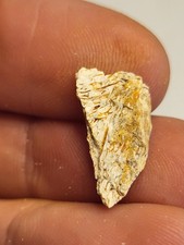 Real Kem Kem Dinosaur Fossil