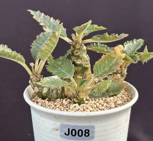 Rare live house plant - rare,
