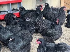Large Fowl Cochin Hatching