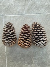 5 Extra-Large Pinecones (15-20cm)