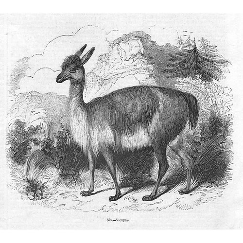 Vicuna antique print 1856 - antique,