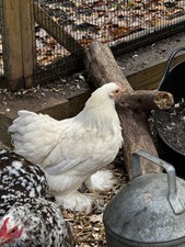 Bantam Chicken Eggs – Mixed