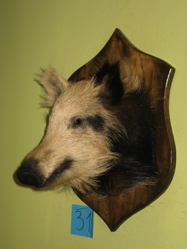 Wild boar head small - wild,