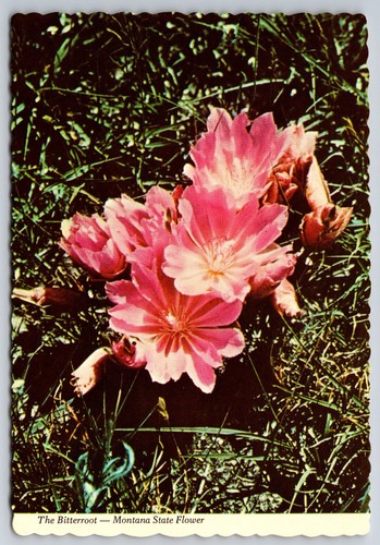 The bitterroot montana state - the,