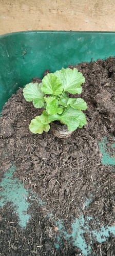 Geum pink petticoat - geum,