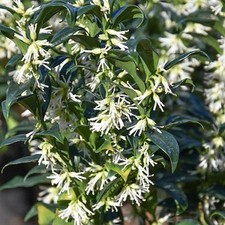 Sarcococca confusa - Sweet Box - Plant in 2 L Pot