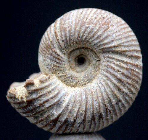 Ammonite fossil specimen whole - fossil,