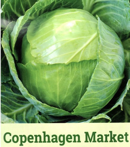 Vegetable white cabbage - white,