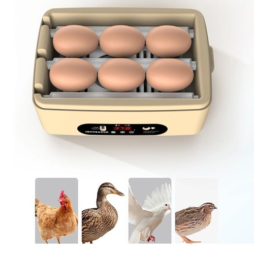 Mini egg incubator - egg,