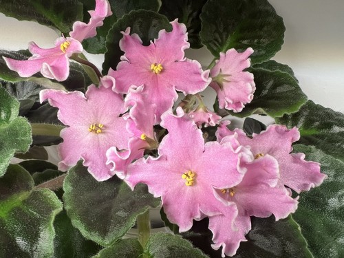 African violet saintpaulia - african,