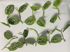 Silver Satin Pothos | X10 Fresh 2Leaved Cuttings