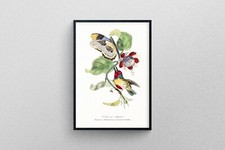 Barbet bird print in High