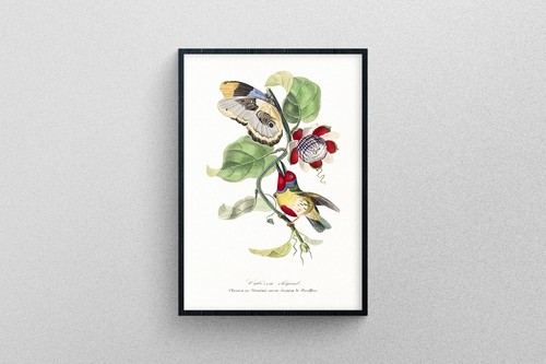 Barbet bird print high - print, in