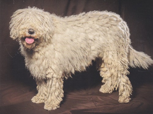Postcard komondor - komondor, ****