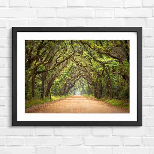 Enchanted tree tunnel road - tree,