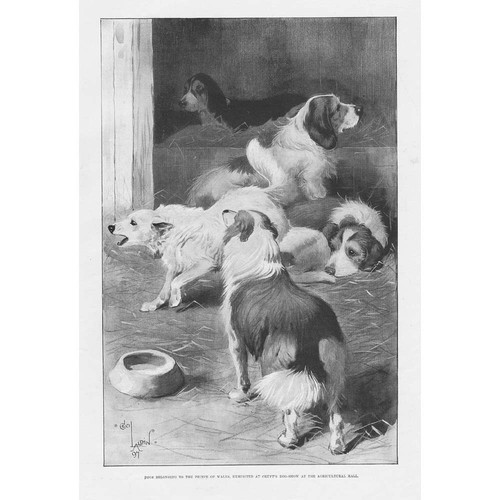 Dogs exhibited crufts at - exhibited,