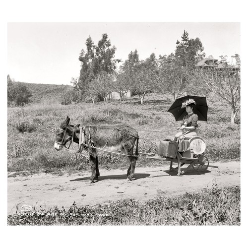 Historical donkey carriage - donkey,
