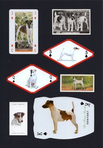 Smooth fox terrier mounted - smooth,