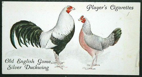 Old english game silver - game,
