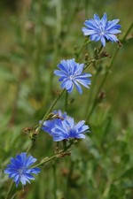 Chicory Cichorium Intybus –