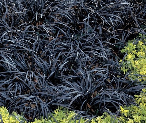 Black grass ophiopogon - grass,