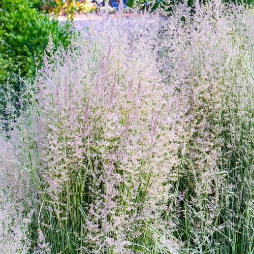 Calamagrostis overdam reed - calamagrostis,