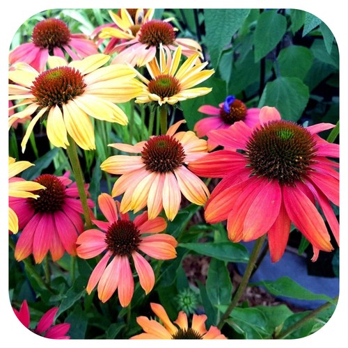 Echinacea cheyenne spirit x - spirit',