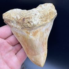 4.6” MEGALODON SHARK TOOTH