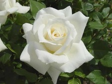 ALAN - 4 Ltr Potted Fragrant